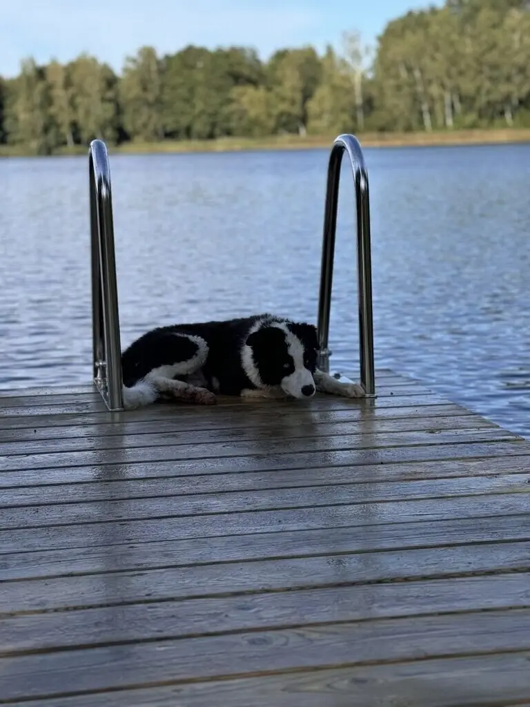 Šuo ilsisi ant Juodikio ežero liepto